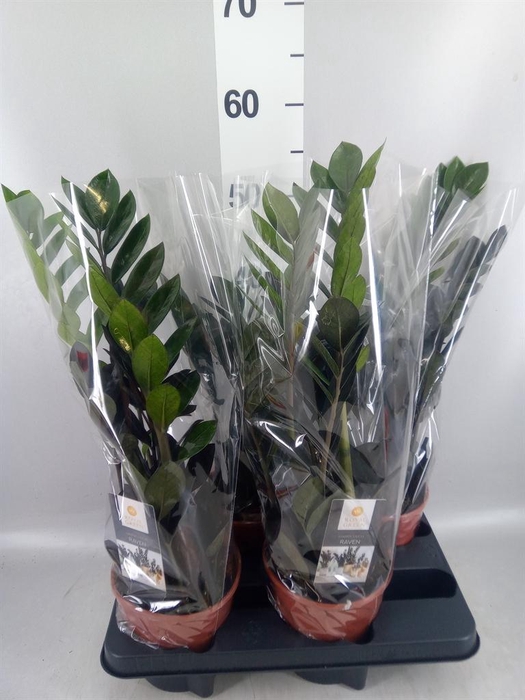 <h4>Zamioculcas zamiifolia 'Dowon'</h4>