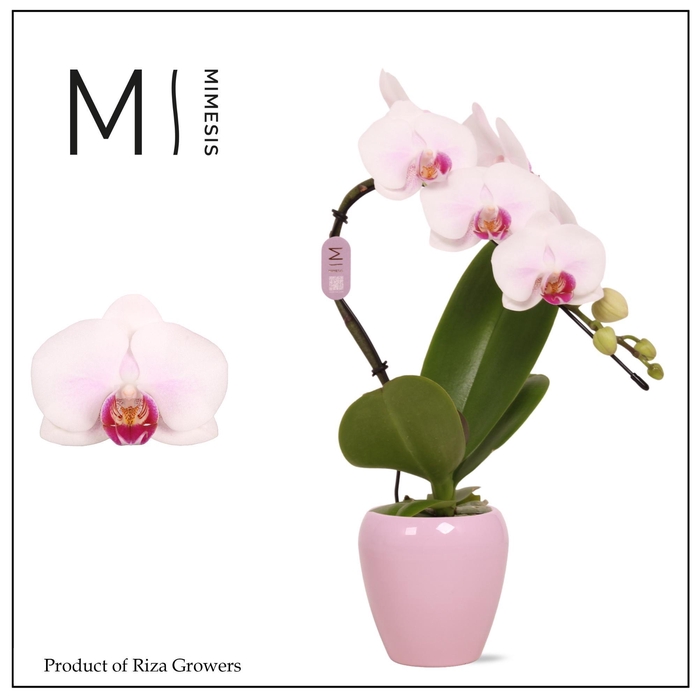 <h4>Phalaenopsis Swan Red Lip 1 spike – 7cm in Martine Pink | Mimesis</h4>