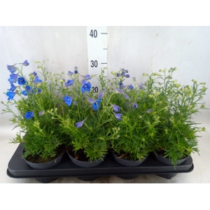 Delphinium grand.