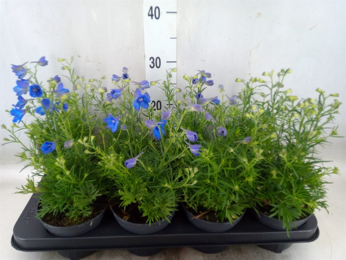 <h4>Delphinium grand.</h4>
