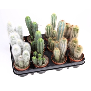 Cactus Gemengd Zuil