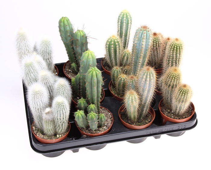 <h4>Cactus Gemengd Zuil</h4>