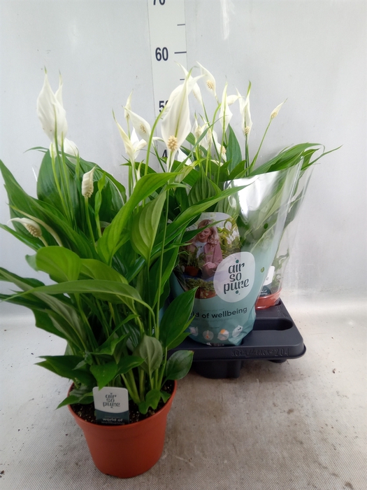 <h4>Spathiphyllum  'Pearl Cupido'</h4>