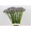 Agapanthus Silberpfeil