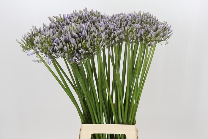 Agapanthus Silberpfeil