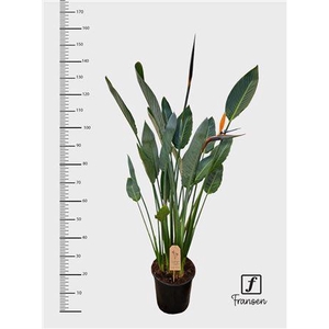 Strelitzia Regin Bl