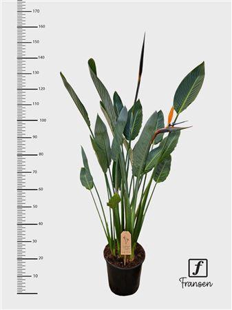 <h4>Strelitzia Regin Bl</h4>