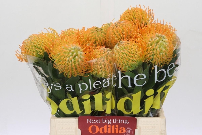 <h4>Nutans Soleil</h4>