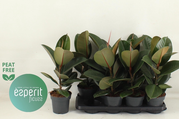 <h4>FIC EL ROBUSTA</h4>