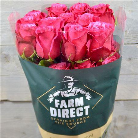 <h4>R Gr Cherry O</h4>