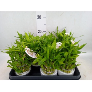 Dracaena sand. 'Lucky Bamboo' ..pyr