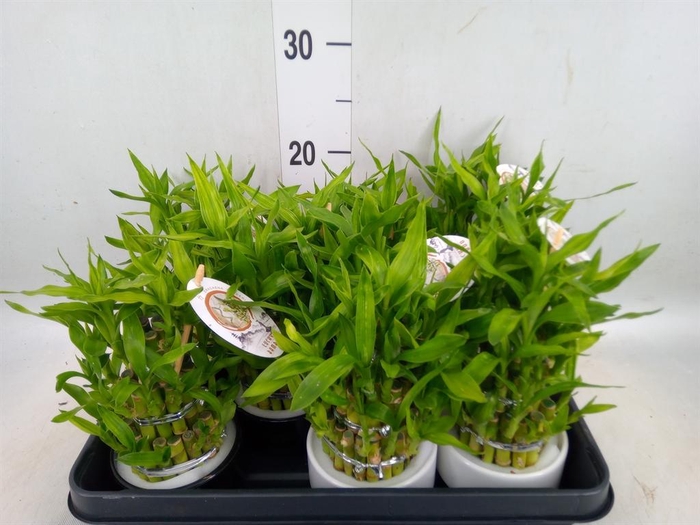 <h4>Dracaena sand. 'Lucky Bamboo' ..pyr</h4>