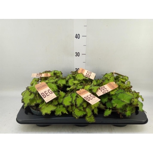 Begonia BD 'MagicColours Jive'