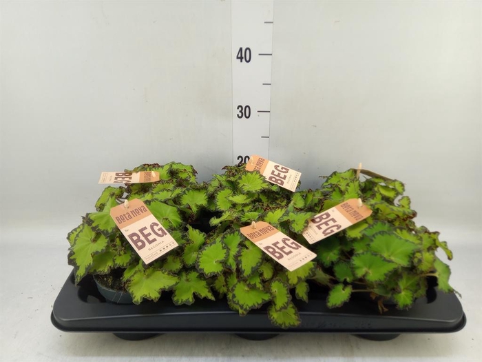 <h4>Begonia BD 'MagicColours Jive'</h4>