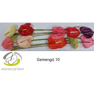 Anth A Mix 15 cm X10 Spek Flowers