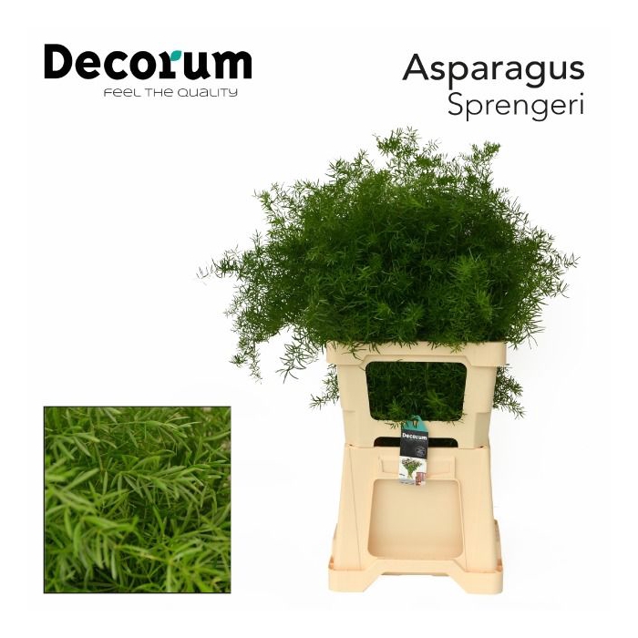 <h4>ASP DENS SPRENGERI</h4>