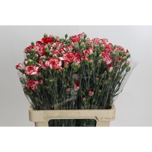 Dianthus Sp Minuetto