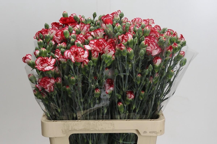 <h4>Dianthus Sp Minuetto</h4>