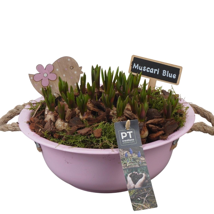 <h4>Arr.  Muscari L%</h4>