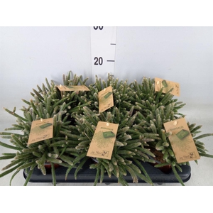 Rhipsalis baccifera subsp. horrida