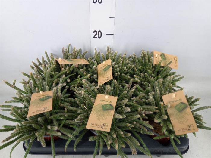 <h4>Rhipsalis baccifera subsp. horrida</h4>