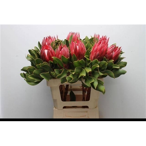 PROTEA CY MADIBA