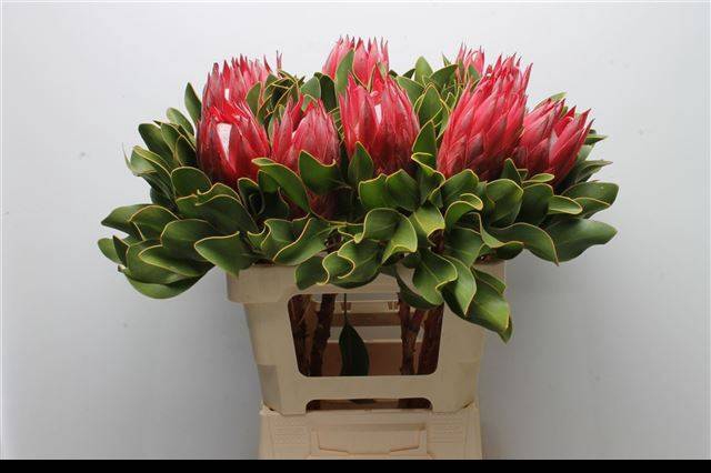 <h4>PROTEA CY MADIBA</h4>
