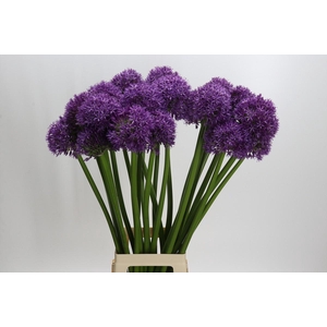 Allium Globemaster