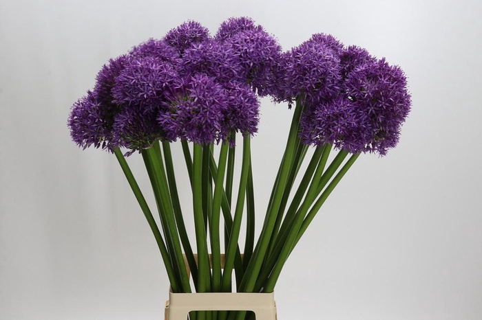 <h4>Allium Globemaster</h4>
