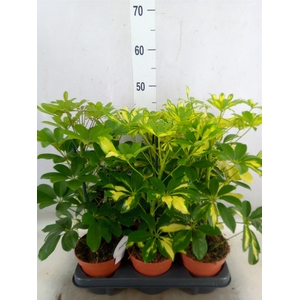 Schefflera arbor.   ...