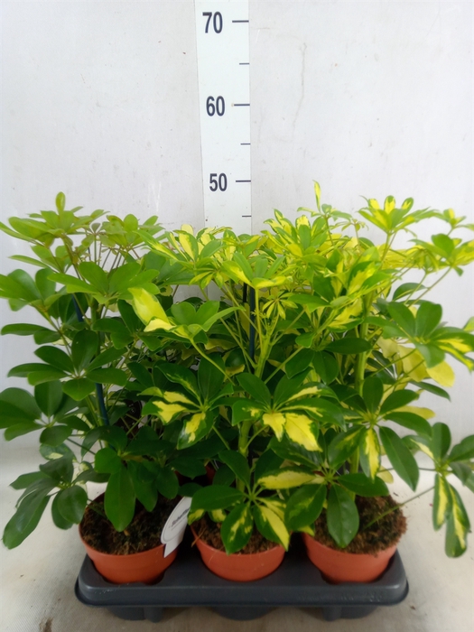 <h4>Schefflera arbor.   ...</h4>