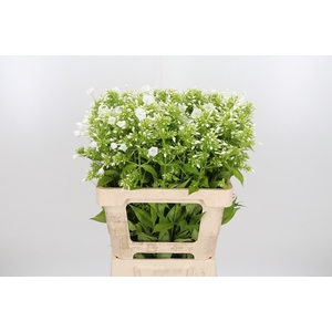 Phlox P David