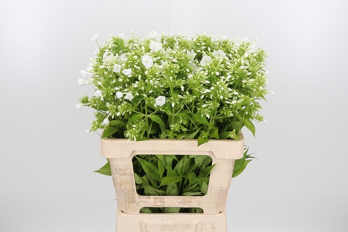 <h4>Phlox P David</h4>