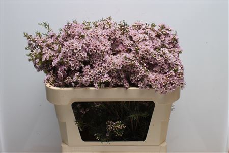 <h4>Chamelauc Titan</h4>