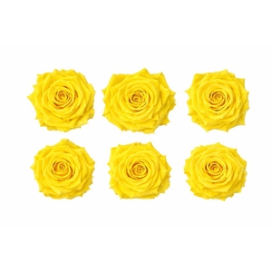 Ro Pres Classic Yellow