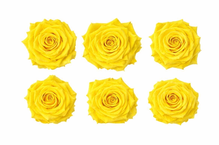<h4>Ro Pres Classic Yellow</h4>