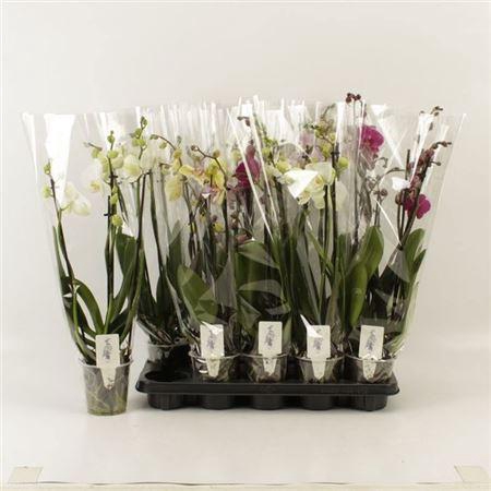<h4>Phal Gem 4 Branches 22+</h4>