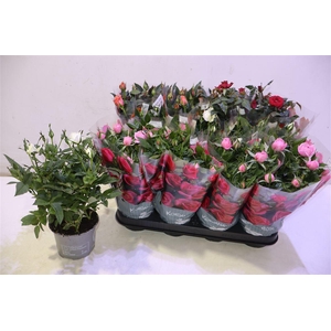 arr8 Ro Kordana Gem 4 Srt