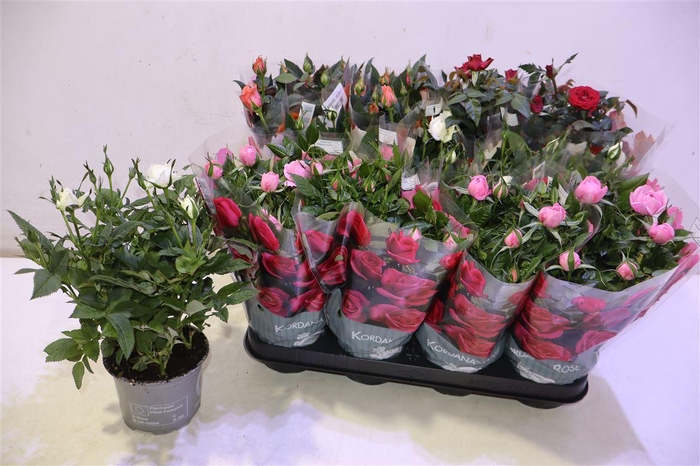 <h4>arr8 Ro Kordana Gem 4 Srt</h4>