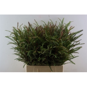 Grevillea Ivanhoe 60cm S A