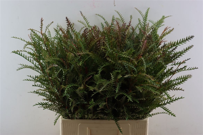 <h4>Grevillea Ivanhoe 60cm S A</h4>