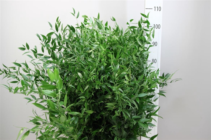 <h4>Ruscus Lang 5 Tak Italie</h4>
