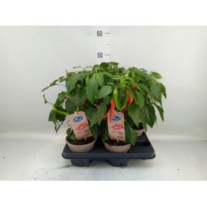 Capsicum annuum   ...peper