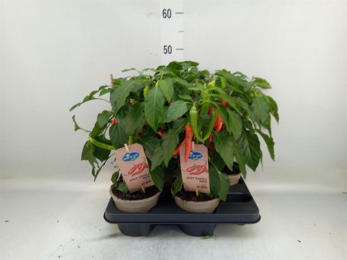 <h4>Capsicum annuum   ...peper</h4>