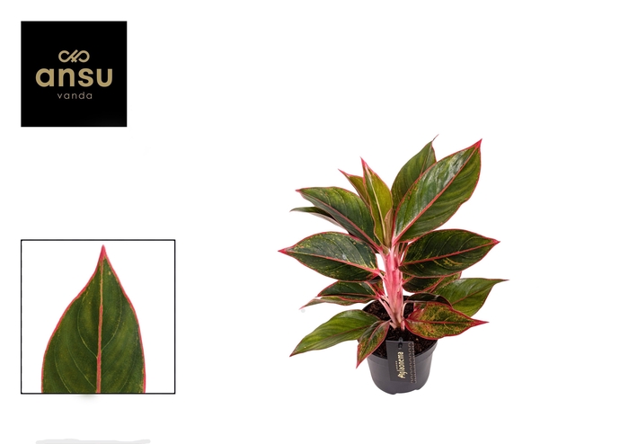 <h4>AGLAO JUNGLE RED</h4>