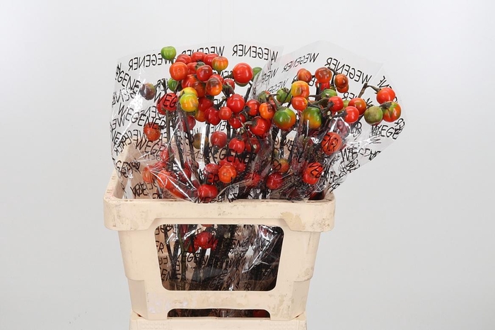 <h4>Sola In Tomaat Tak</h4>