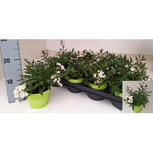 SOLANUM JASMINOIDES
