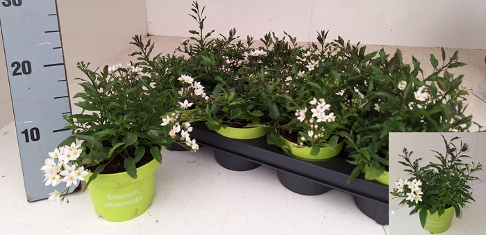 <h4>SOLANUM JASMINOIDES</h4>