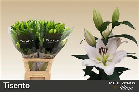 <h4>Lilium (Oriental x Trumpet Grp) 'Tisento'</h4>