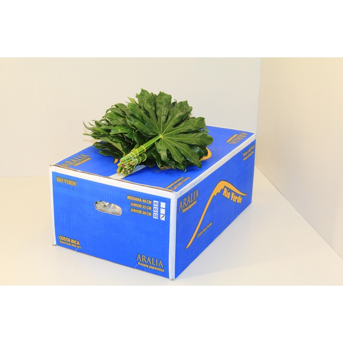 <h4>ARALIA 40 CM BROWN BOX</h4>